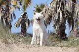 AKITA INU 204